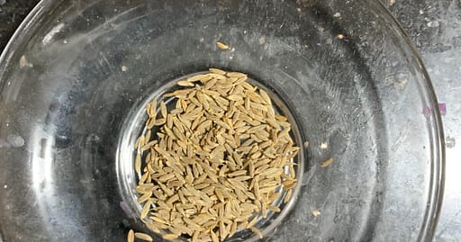 cumin seeds